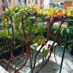 319_4973_Giardino_con_pergolato_e_tavolo_Loano