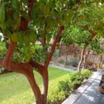 319_4974_Giardino_Loano